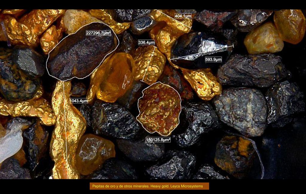 Pepitas de oro y de otros minerales. Heavy gold. Leyca Microsystems