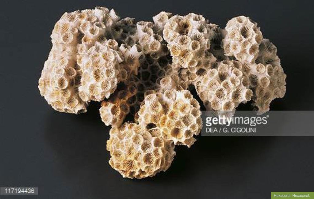 Hexacoral. Hexacoral. Hexacoral. Hexacoral.