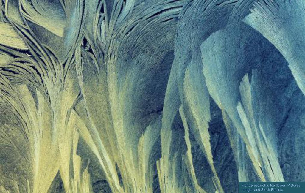Flor de escarcha. Ice flower. Pictures, Images and Stock Photos.