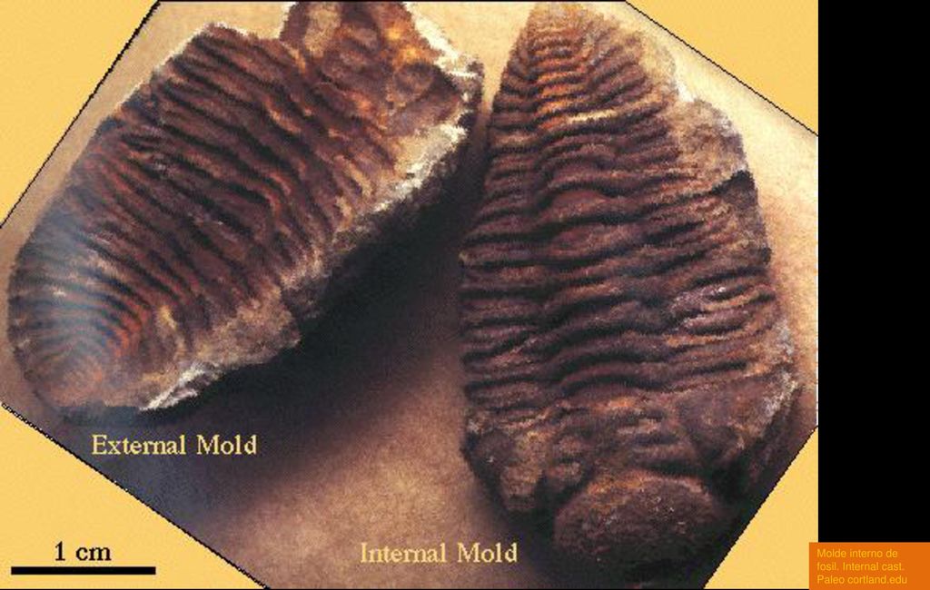 Molde interno de fosil. Internal cast. Paleo cortland.edu