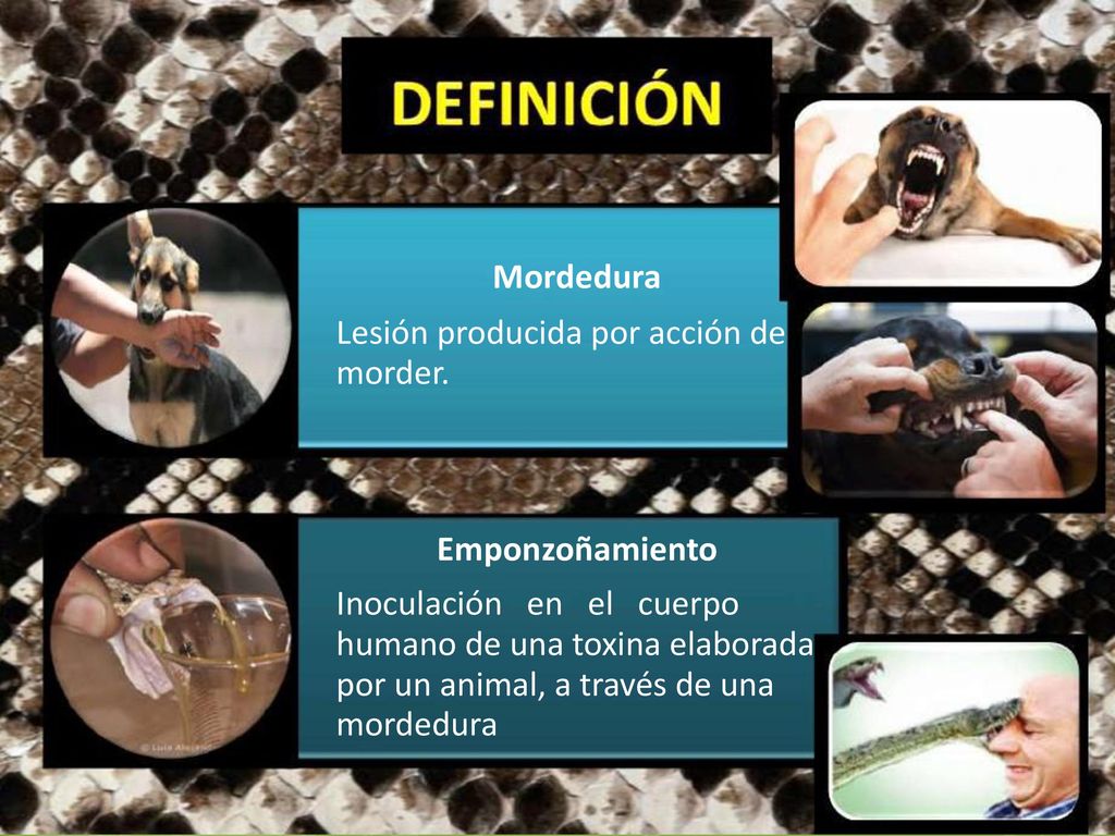 Mordedura Lesión producida por acción de morder. Emponzoñamiento. Inoculación en el cuerpo.