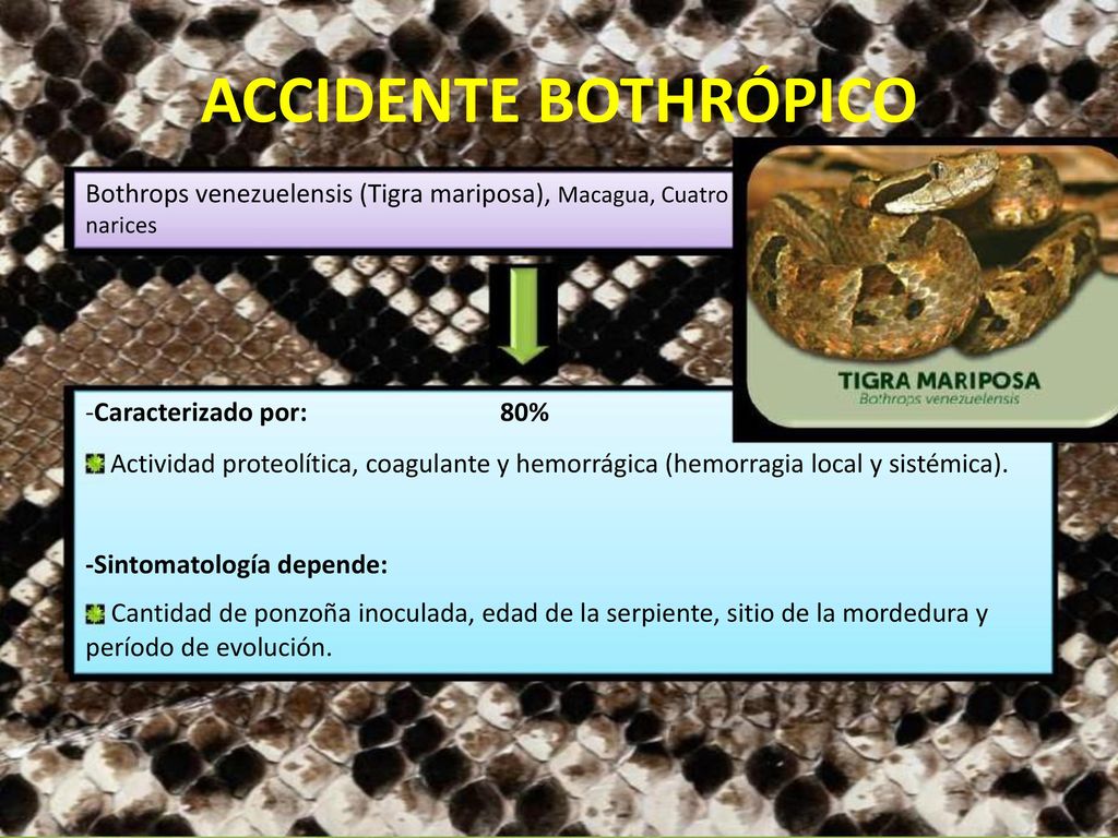ACCIDENTE BOTHRÓPICO Bothrops venezuelensis (Tigra mariposa), Macagua, Cuatro narices. -Caracterizado por:
