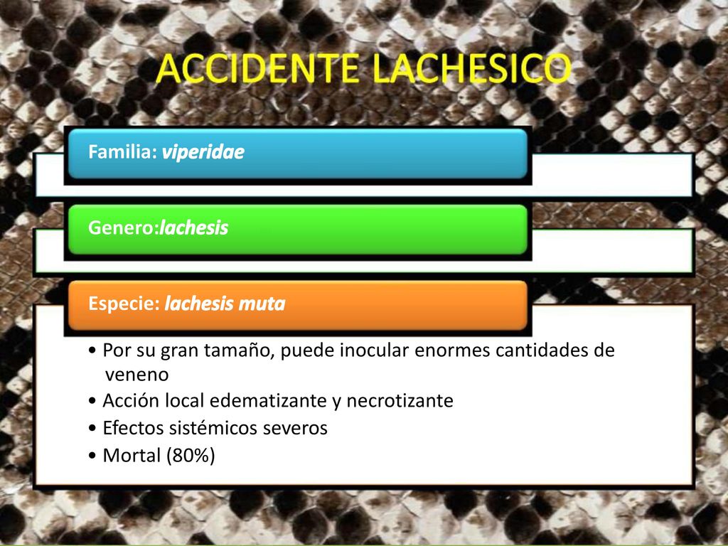 Familia: viperidae Genero:lachesis. Especie: lachesis muta. • Por su gran tamaño, puede inocular enormes cantidades de.