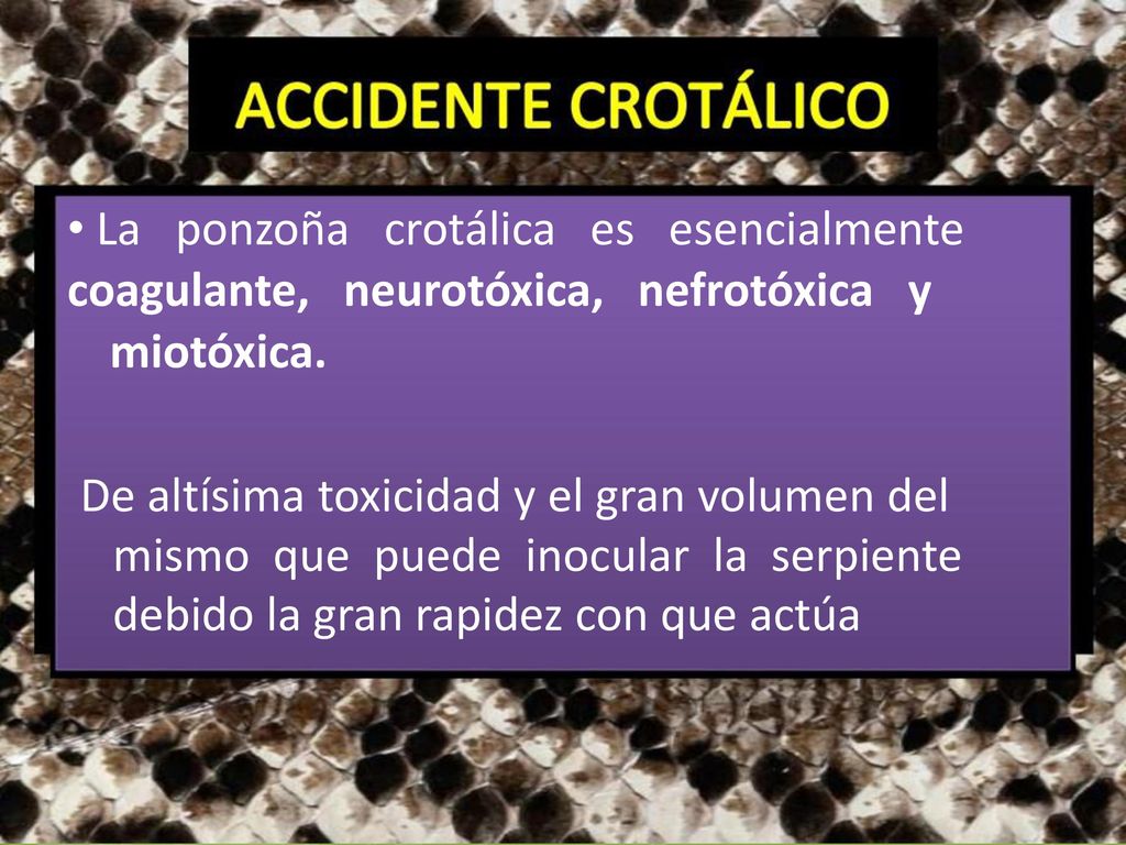 • La ponzoña crotálica es esencialmente coagulante, neurotóxica, nefrotóxica y