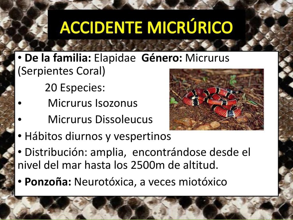• De la familia: Elapidae Género: Micrurus (Serpientes Coral)