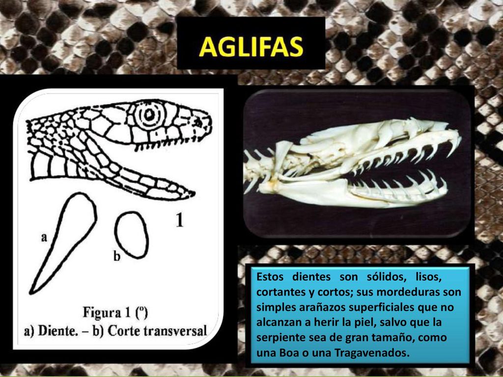 Estos dientes son sólidos, lisos, cortantes y cortos; sus mordeduras son