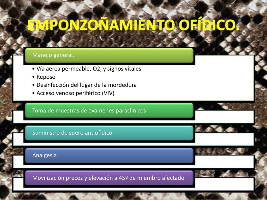 Manejo general. • Vía aérea permeable, O2, y signos vitales. • Reposo. • Desinfección del lugar de la mordedura.