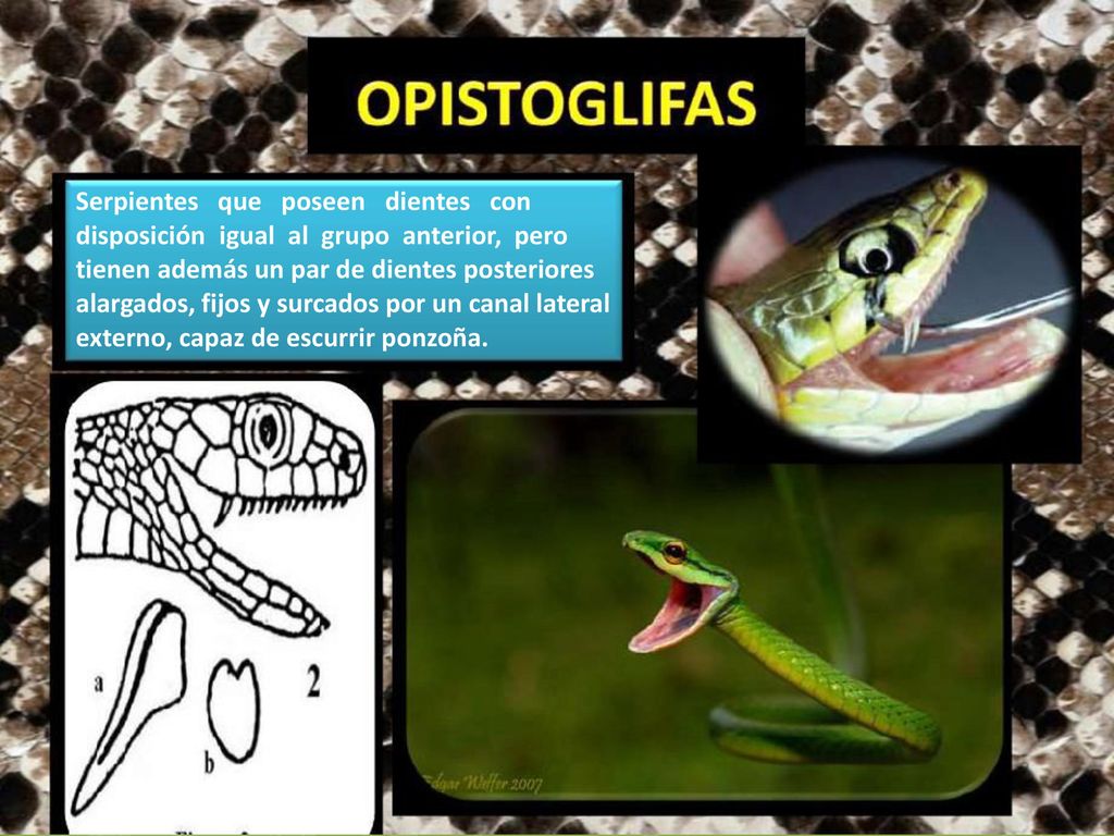 Serpientes que poseen dientes con disposición igual al grupo anterior, pero tienen además un par de dientes posteriores alargados, fijos y surcados por un canal lateral externo, capaz de escurrir ponzoña.