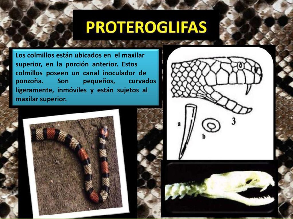 Los colmillos están ubicados en el maxilar superior, en la porción anterior. Estos colmillos poseen un canal inoculador de