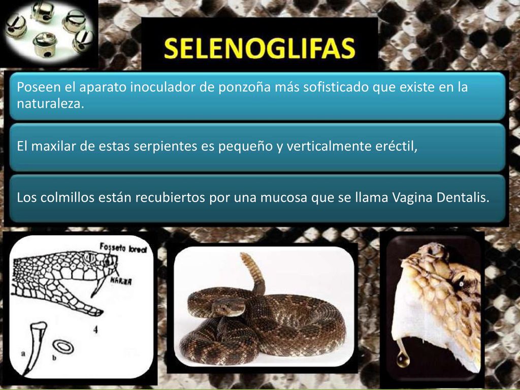 Poseen el aparato inoculador de ponzoña más sofisticado que existe en la naturaleza.