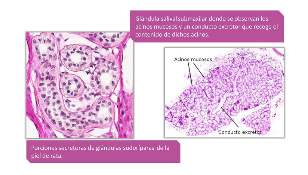 Glándula salival submaxilar donde se observan los acinos mucosos y un conducto excretor que recoge el contenido de dichos acinos.
