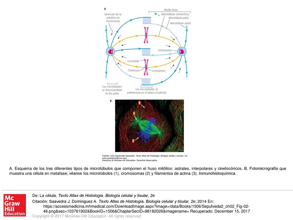 A. Esquema de los tres diferentes tipos de microtúbulos que componen el huso mitótico: astrales, interpolares y cinetocóricos. B. Fotomicrografía que muestra una célula en metafase; véanse los microtúbulos (1), cromosomas (2) y filamentos de actina (3). Inmunohistoquímica.