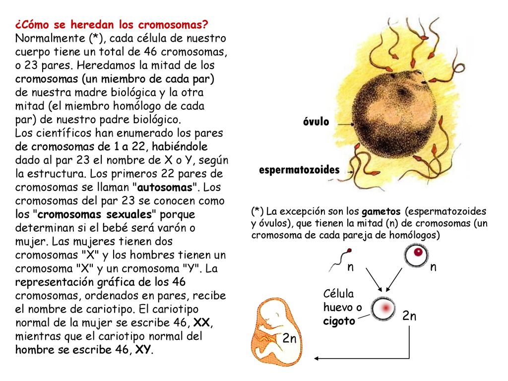 óvulo espermatozoides n n 2n 2n ¿Cómo se heredan los cromosomas