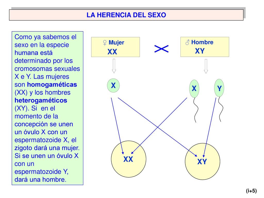 XX XY X X Y XX XY LA HERENCIA DEL SEXO