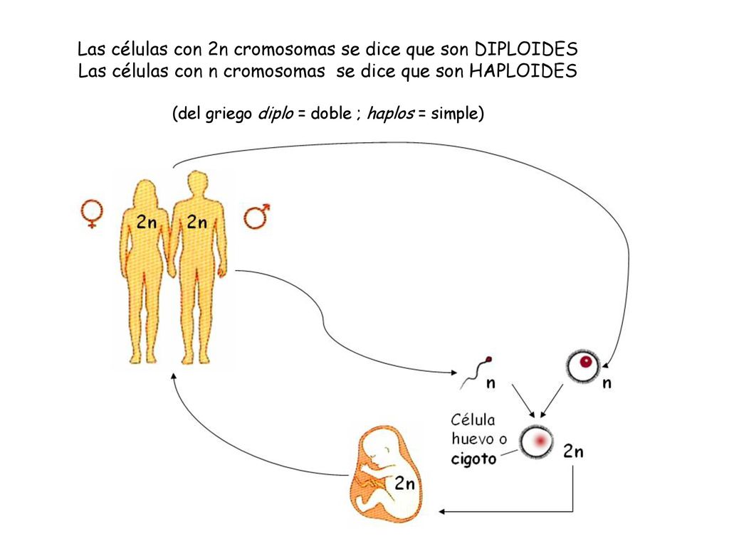 Las células con 2n cromosomas se dice que son DIPLOIDES