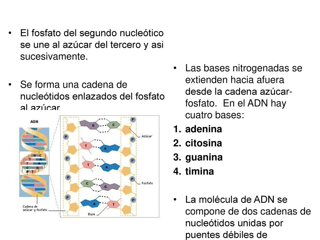 El fosfato del segundo nucleótico se une al azúcar del tercero y asi sucesivamente.