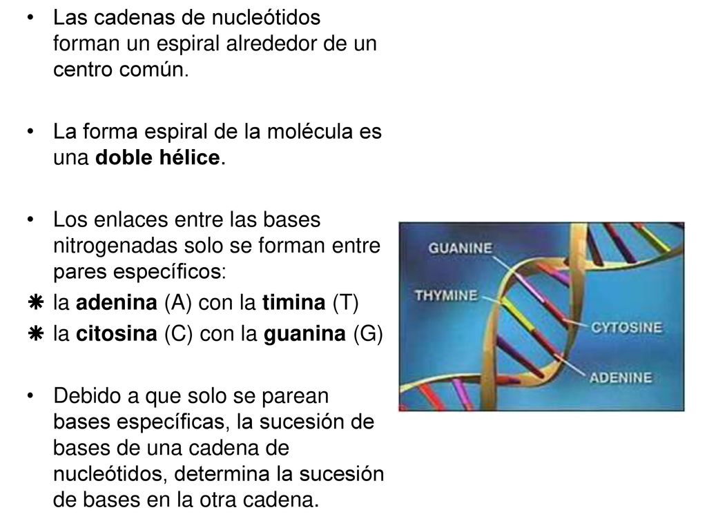 Las cadenas de nucleótidos forman un espiral alrededor de un centro común.