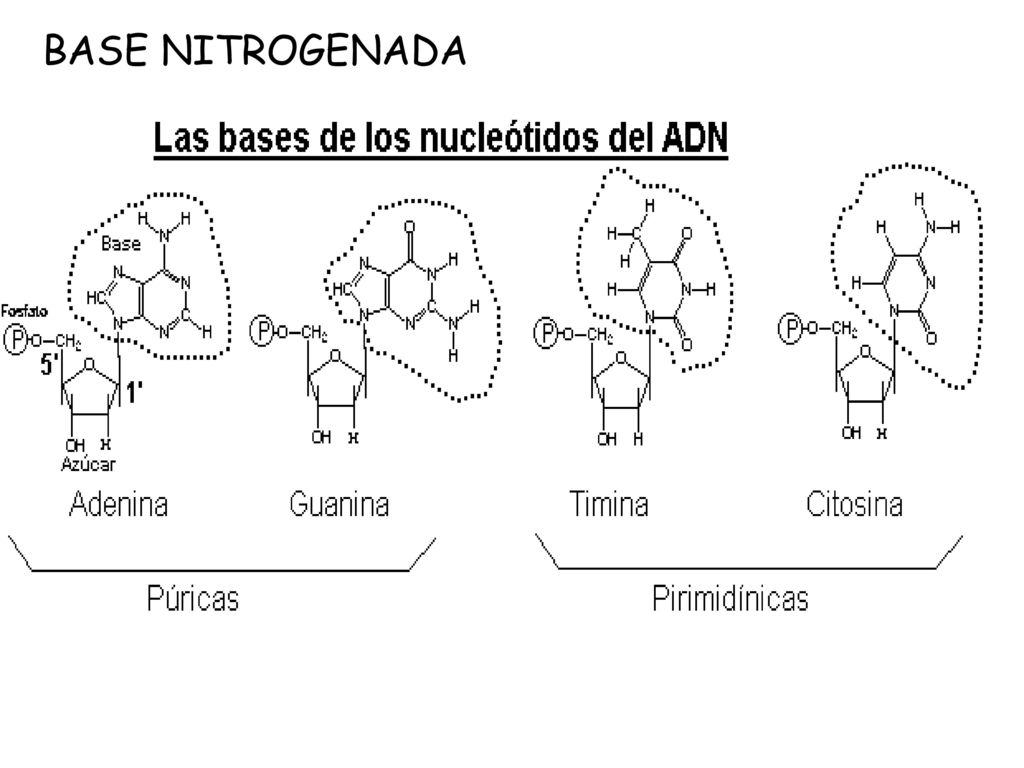 BASE NITROGENADA Son compuestos organicos ciclicos que tienen 2 o mas N. Se asocian al carbono en posición 1 del azúcar.
