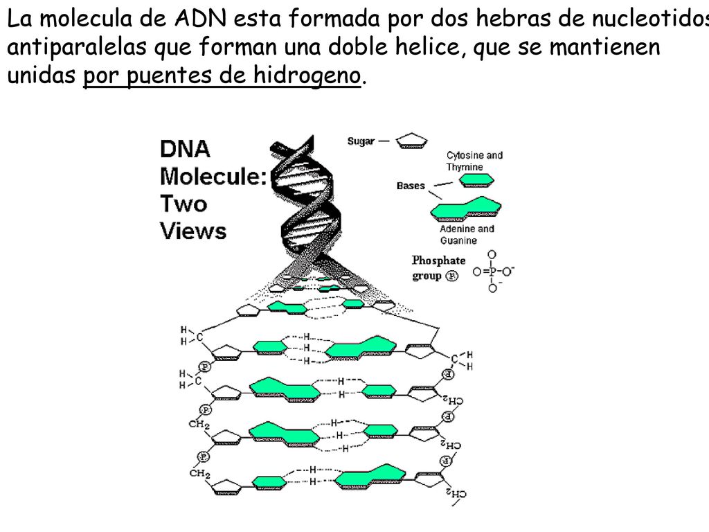 La molecula de ADN esta formada por dos hebras de nucleotidos