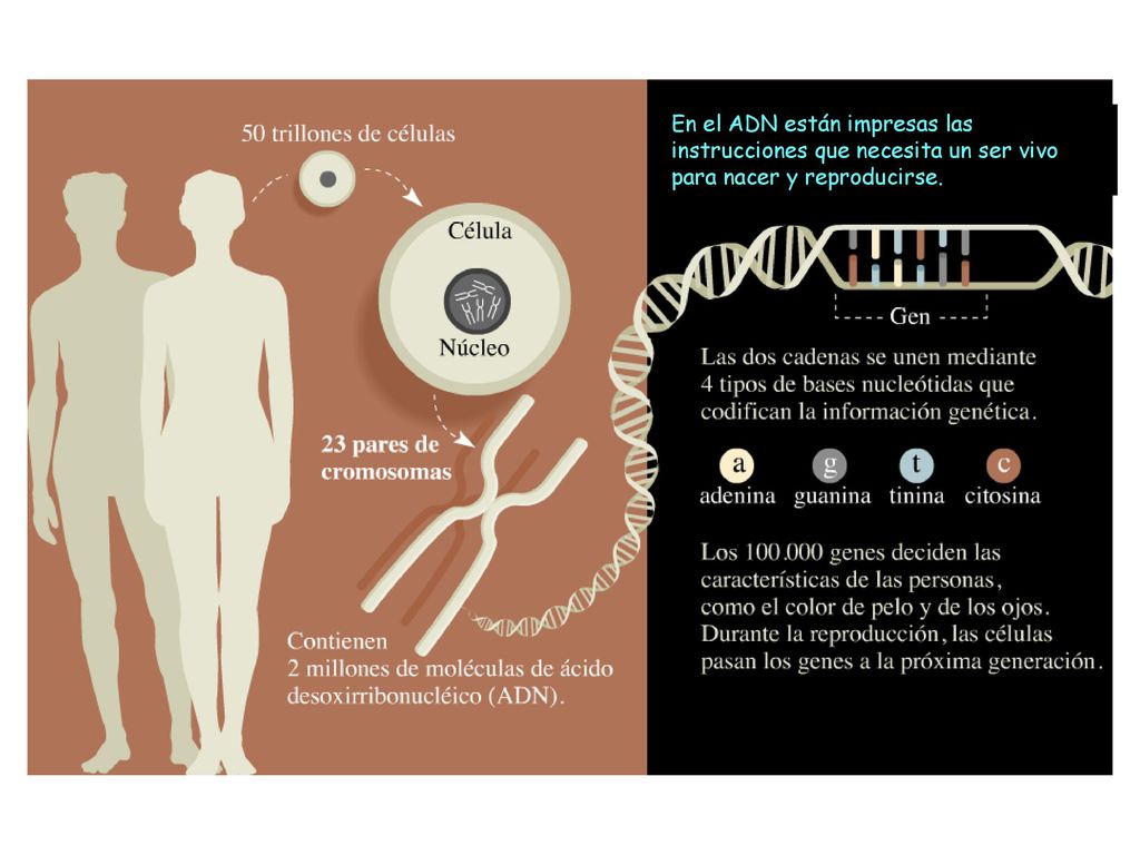 En el ADN están impresas las instrucciones que necesita un ser vivo para nacer y reproducirse.