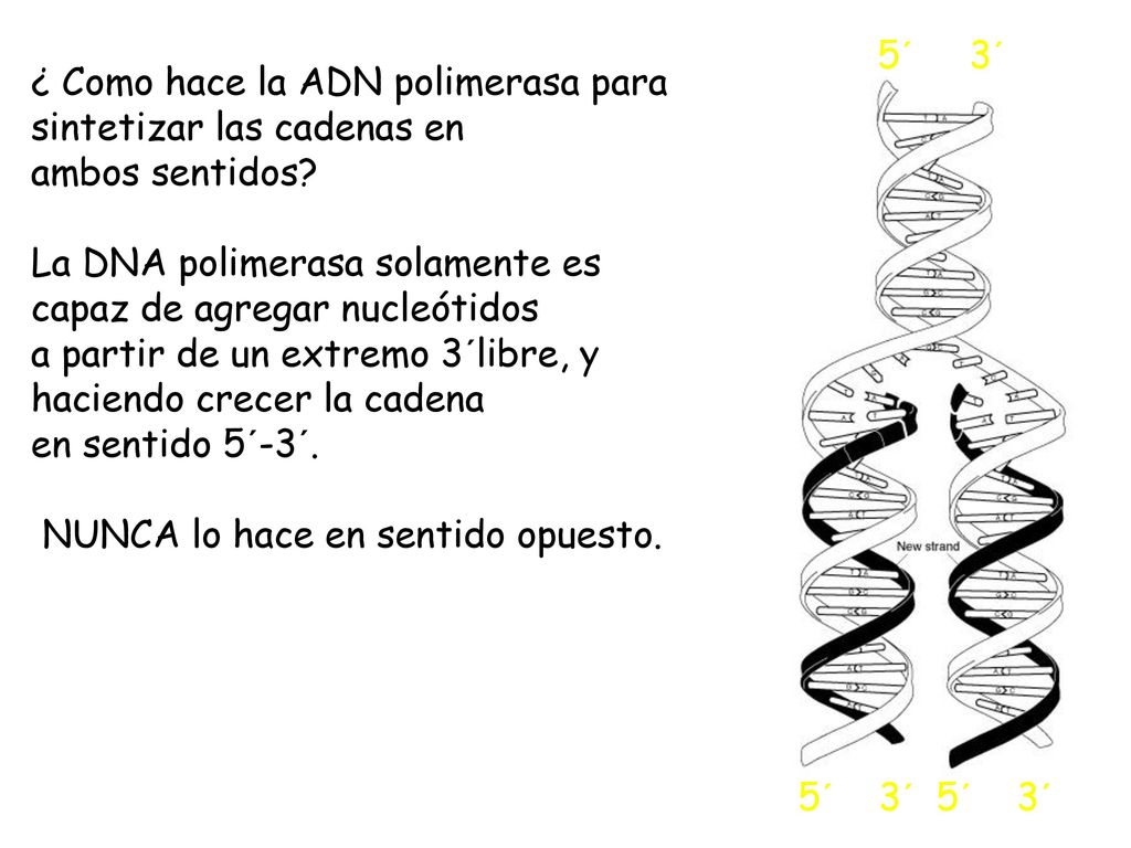 5´ 3´ ¿ Como hace la ADN polimerasa para sintetizar las cadenas en. ambos sentidos La DNA polimerasa solamente es capaz de agregar nucleótidos.