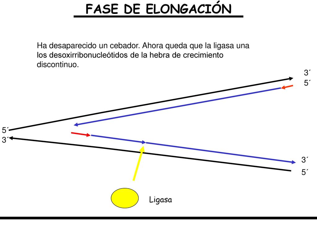FASE DE ELONGACIÓN Ha desaparecido un cebador. Ahora queda que la ligasa una los desoxirribonucleótidos de la hebra de crecimiento discontinuo.