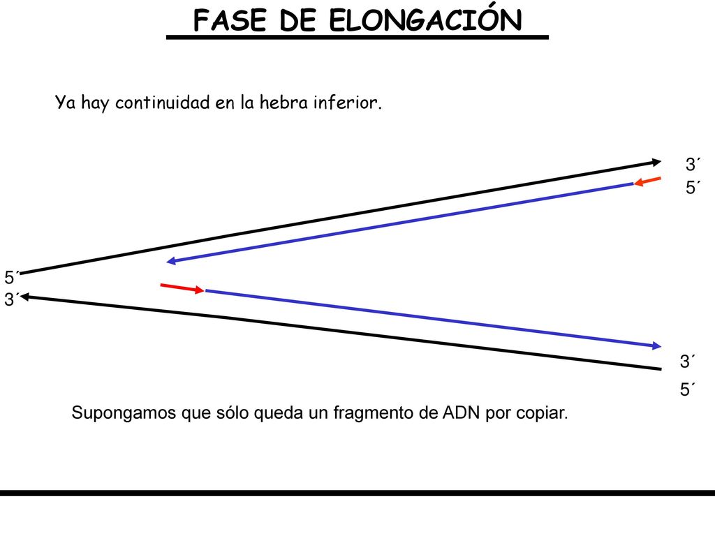 FASE DE ELONGACIÓN Ya hay continuidad en la hebra inferior. 3´ 5´ 5´