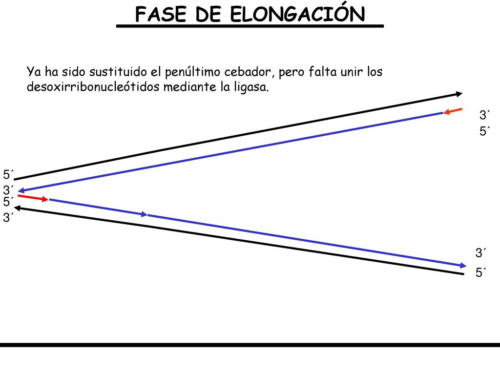 FASE DE ELONGACIÓN Ya ha sido sustituido el penúltimo cebador, pero falta unir los desoxirribonucleótidos mediante la ligasa.
