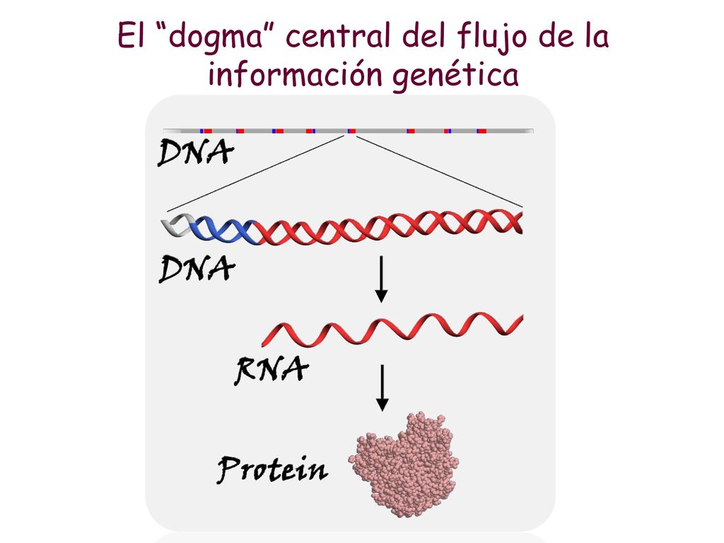 El dogma central del flujo de la información genética