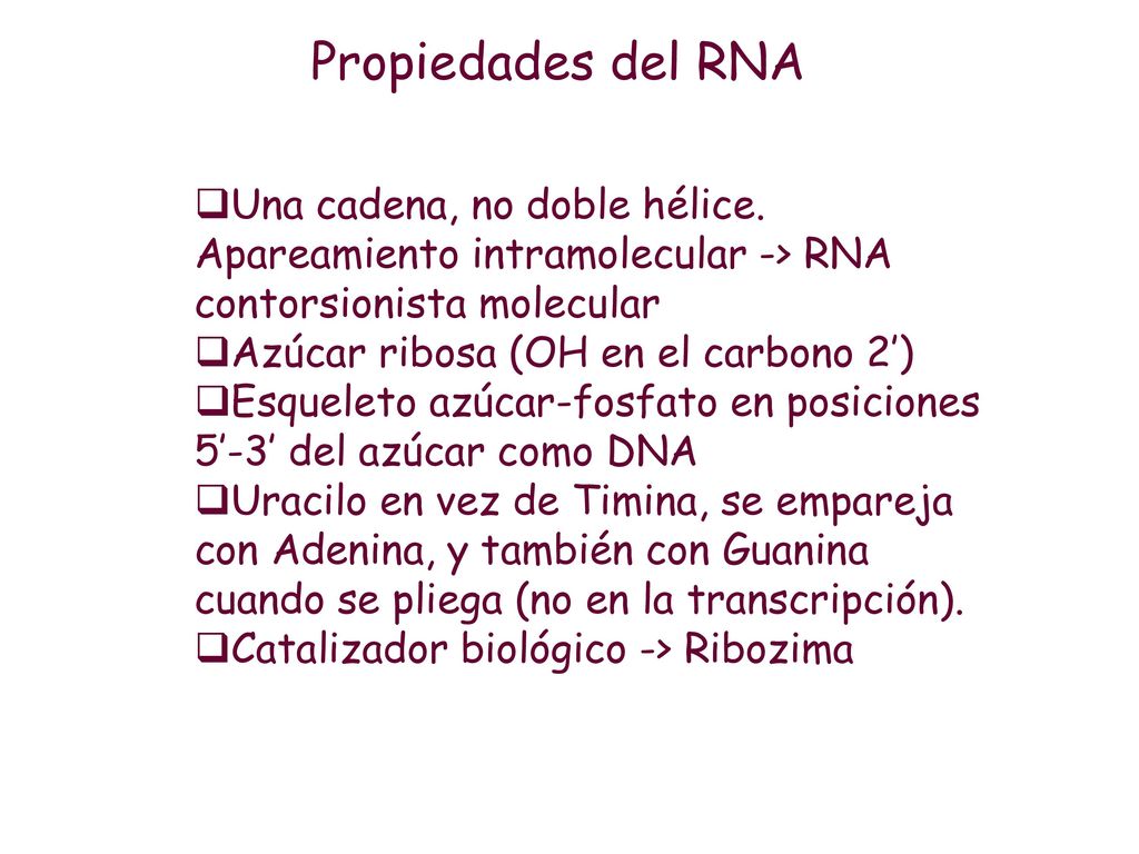 Propiedades del RNA Una cadena, no doble hélice. Apareamiento intramolecular -> RNA contorsionista molecular.