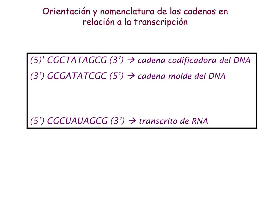 (5)’ CGCTATAGCG (3’)  cadena codificadora del DNA