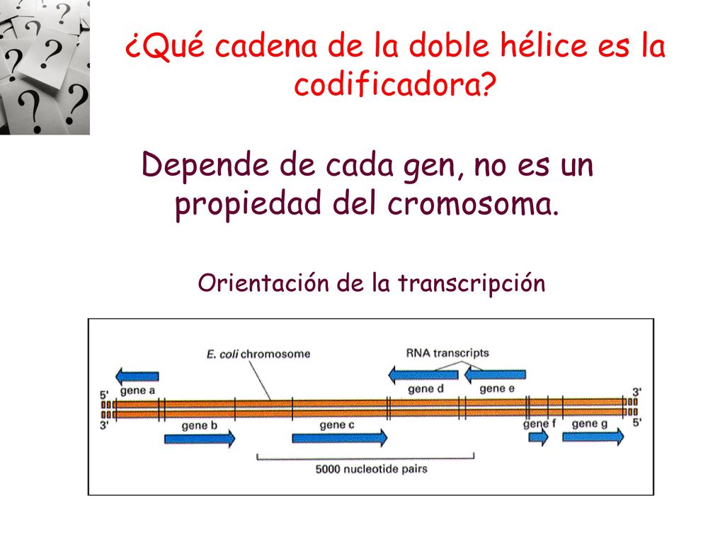 ¿Qué cadena de la doble hélice es la codificadora