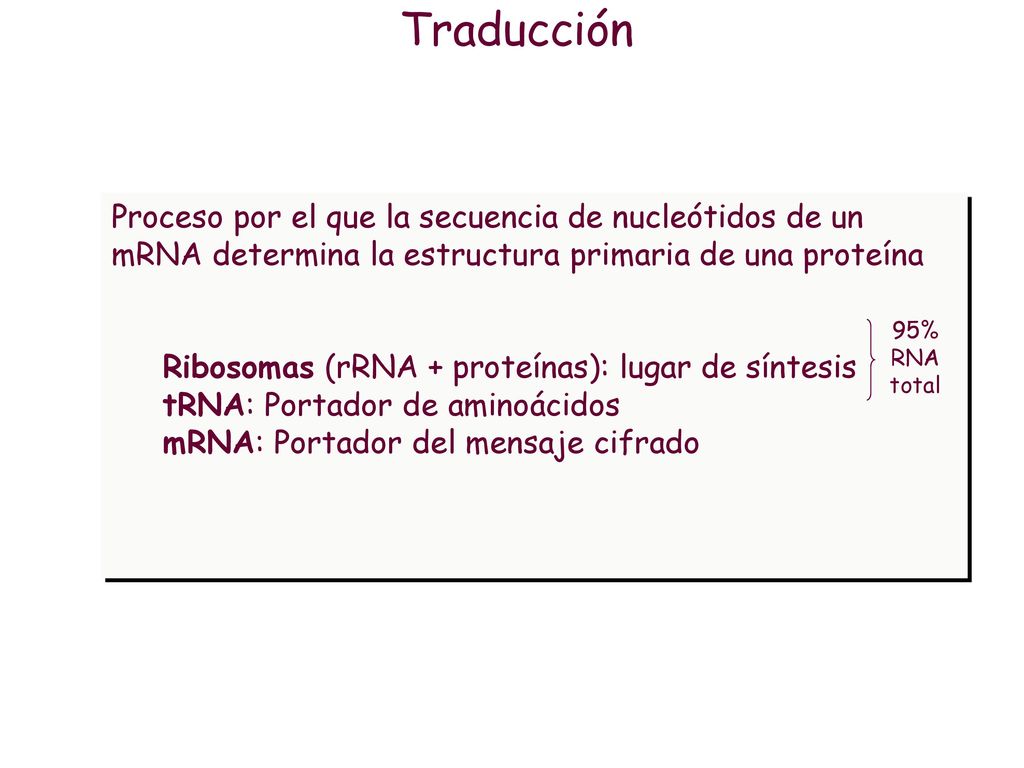 Traducción Proceso por el que la secuencia de nucleótidos de un mRNA determina la estructura primaria de una proteína.