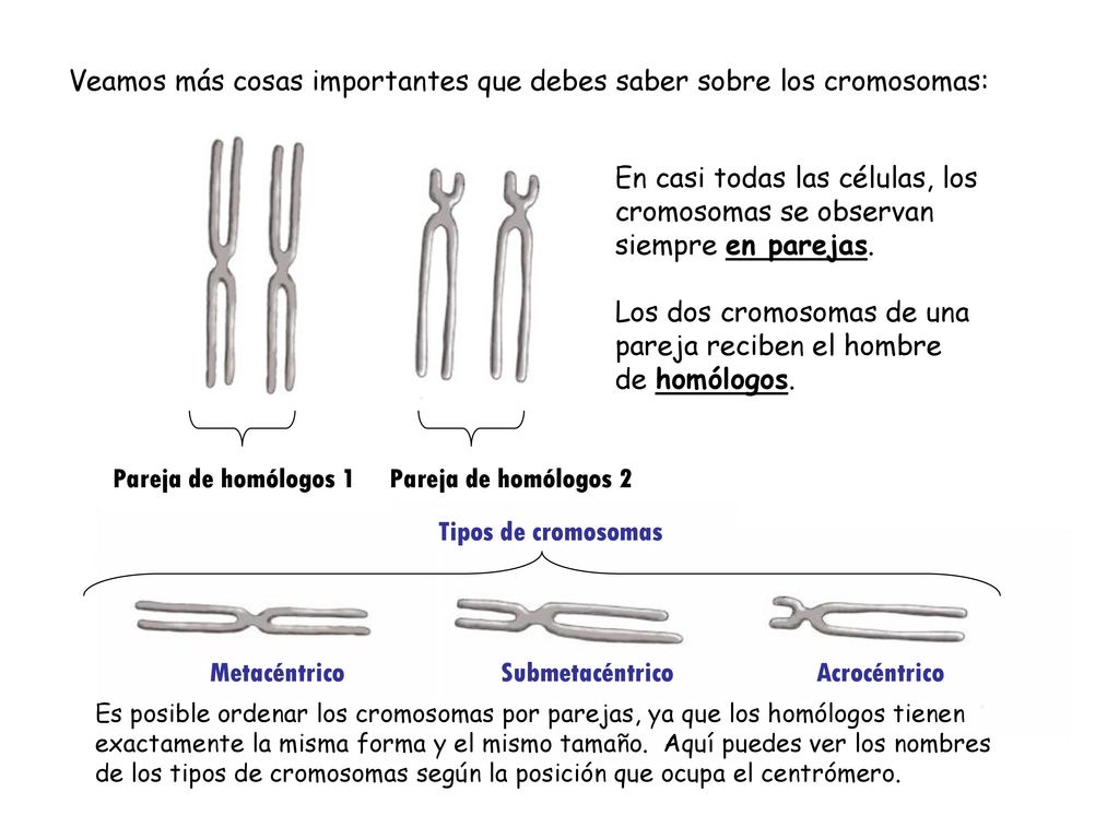 Veamos más cosas importantes que debes saber sobre los cromosomas: