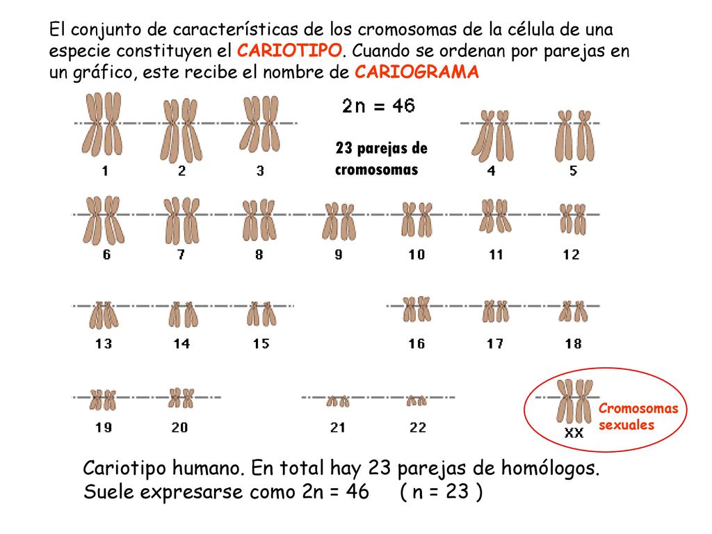 El conjunto de características de los cromosomas de la célula de una especie constituyen el CARIOTIPO. Cuando se ordenan por parejas en un gráfico, este recibe el nombre de CARIOGRAMA