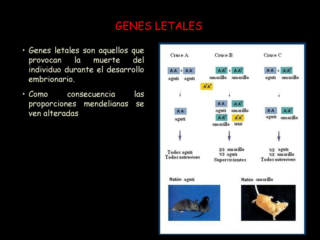 GENES LETALES Genes letales son aquellos que provocan la muerte del individuo durante el desarrollo embrionario.