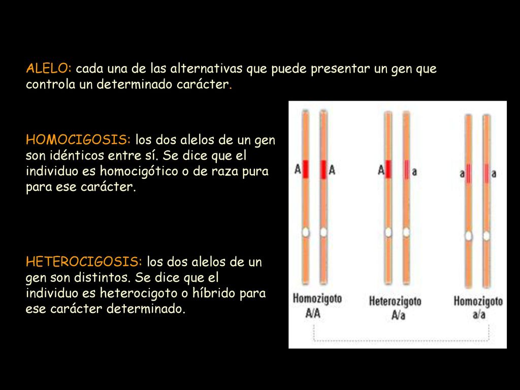ALELO: cada una de las alternativas que puede presentar un gen que controla un determinado carácter.