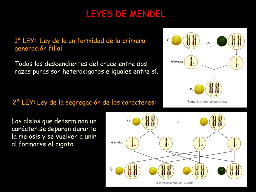 LEYES DE MENDEL 1ª LEY: Ley de la uniformidad de la primera generación filial.