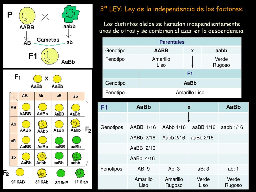 3ª LEY: Ley de la independencia de los factores: