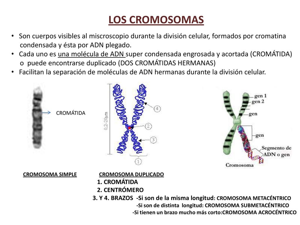 LOS CROMOSOMAS Son cuerpos visibles al miscroscopio durante la división celular, formados por cromatina.