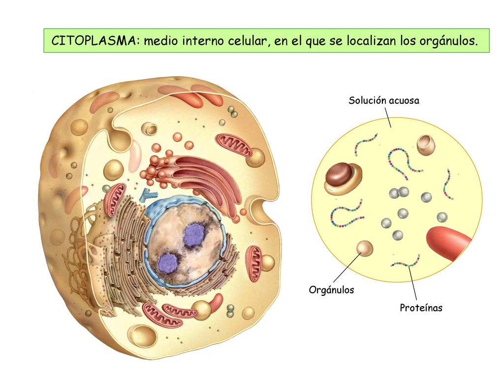 CITOPLASMA: medio interno celular, en el que se localizan los orgánulos.