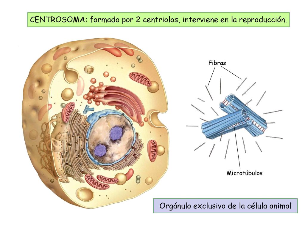 CENTROSOMA: formado por 2 centriolos, interviene en la reproducción.