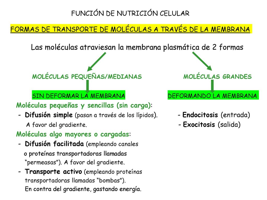 Las moléculas atraviesan la membrana plasmática de 2 formas