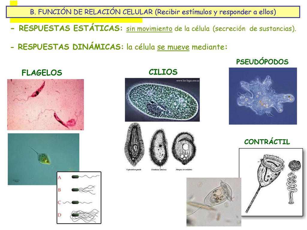 B. FUNCIÓN DE RELACIÓN CELULAR (Recibir estímulos y responder a ellos)
