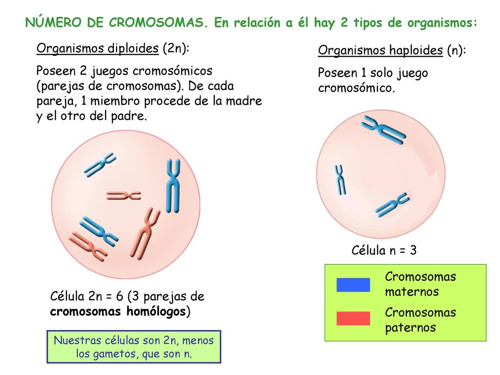 Nuestras células son 2n, menos los gametos, que son n.