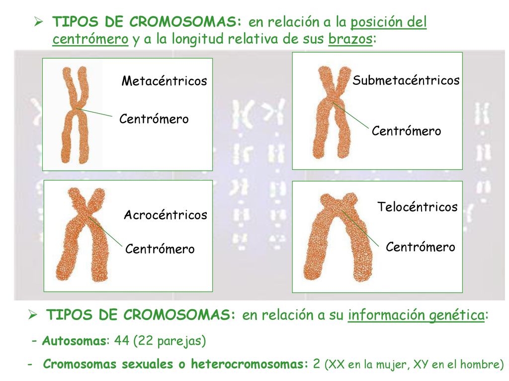 TIPOS DE CROMOSOMAS: en relación a su información genética: