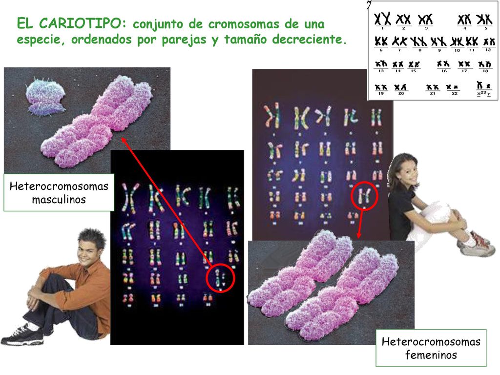 EL CARIOTIPO: conjunto de cromosomas de una especie, ordenados por parejas y tamaño decreciente.