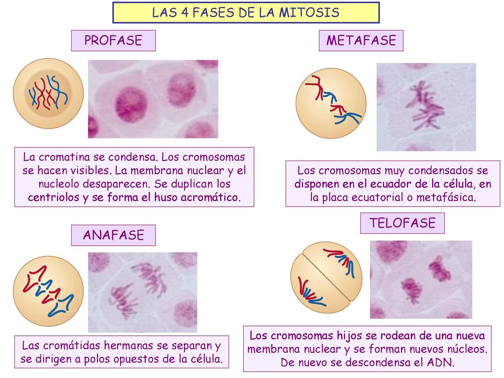 LAS 4 FASES DE LA MITOSIS PROFASE METAFASE TELOFASE ANAFASE