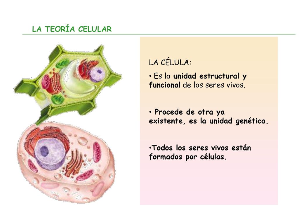 LA TEORÍA CELULAR LA CÉLULA: Es la unidad estructural y funcional de los seres vivos.