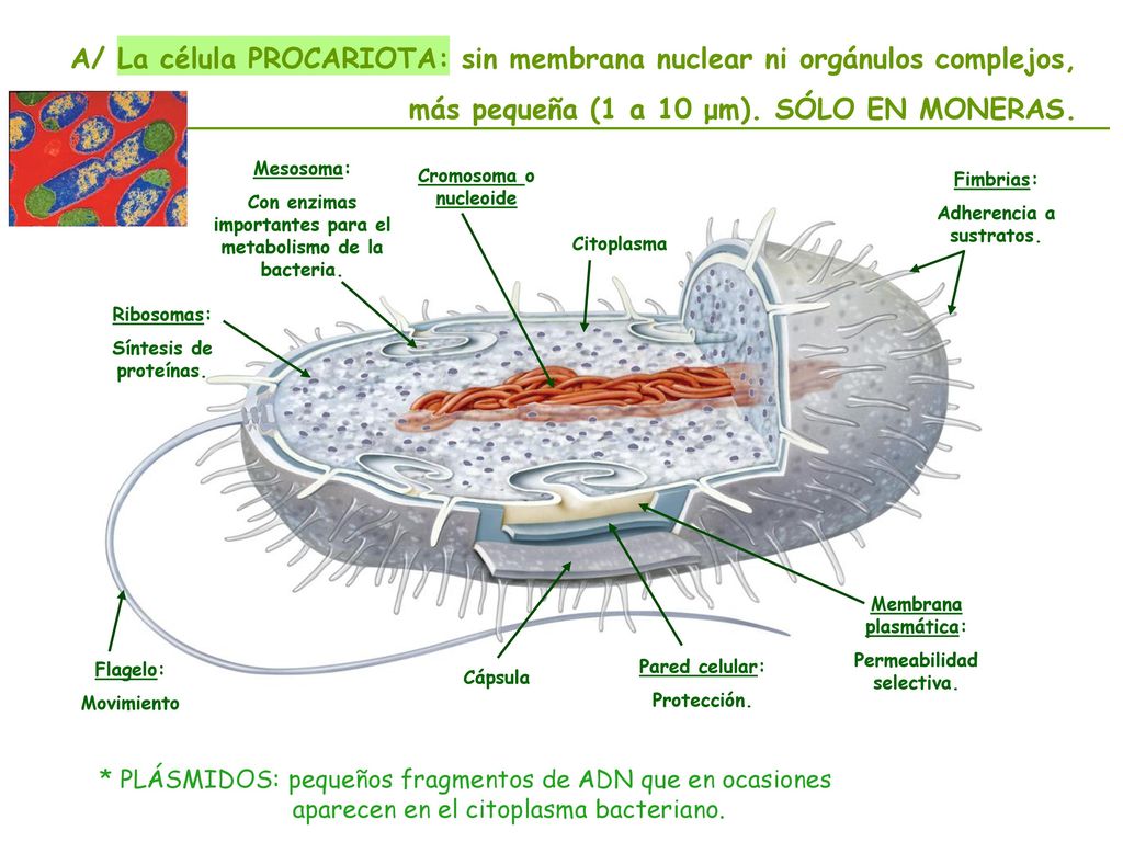 A/ La célula PROCARIOTA: sin membrana nuclear ni orgánulos complejos,
